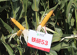 郑州青贮玉米种子